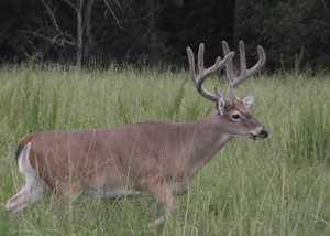Alabama whitetail hunt at Hawkins Ridge