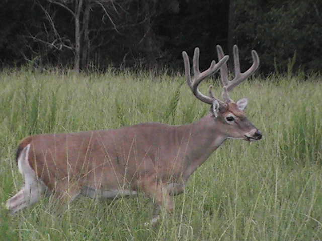 Alabama whitetail hunt at Hawkins Ridge